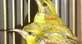 Ciri Burung Sogon Jantan Dan Betina